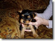 Jork��rsk� terier, Yorkshire Terrier,