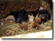 Jork��rsk� terier, Yorkshire Terrier,