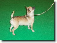 Chihuahua