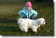 Maltese