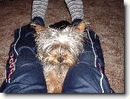 Jork��rsk� terier, Yorkshire Terrier,