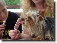 Jork��rsk� terier, Yorkshire Terrier,