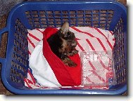 Jork��rsk� terier, Yorkshire Terrier,