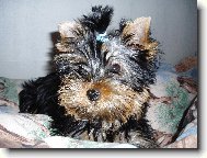Jork��rsk� terier, Yorkshire Terrier,