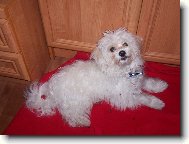 Maltese
