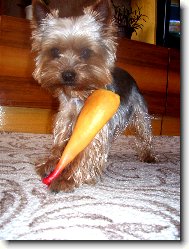 Jork��rsk� terier, Yorkshire Terrier,