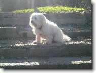Maltese