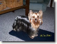 Jork��rsk� terier, Yorkshire Terrier,