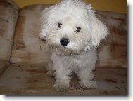 Maltese