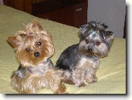 Jork��rsk� terier, Yorkshire Terrier,