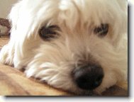 Maltese