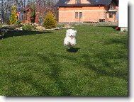 Maltese