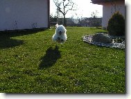 Maltese