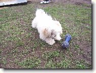 Maltese