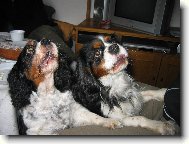 Cavalier King Charles Spaniel