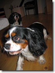 Cavalier King Charles Spaniel