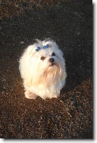 Maltese