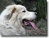 Chien de Montagne des Pyrnes