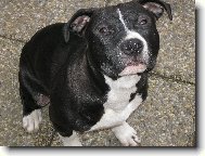 American Staffordshire Terrier