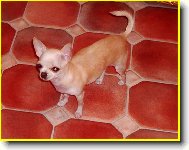 Chihuahua