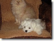 Maltese