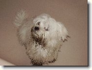 Maltese