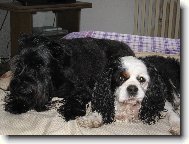 Cavalier King Charles Spaniel