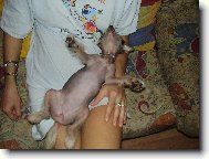 Chinese Crested Dog