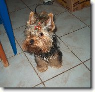 Jorkšírský terier, Yorkshire Terrier,