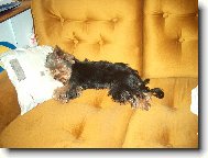 Jorkšírský terier, Yorkshire Terrier,