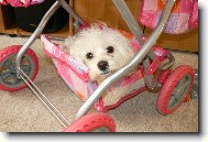 Maltese