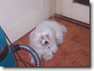 Maltese
