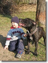 American Staffordshire Terrier