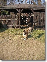 American Staffordshire Terrier