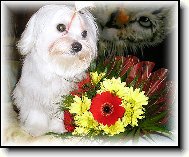 Maltese