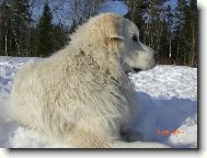 Chien de Montagne des Pyrnes