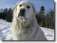 Chien de Montagne des Pyrnes