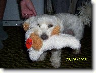 Maltese