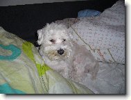 Maltese
