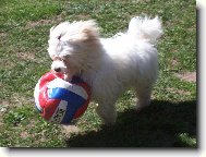 Maltese