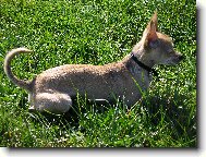 Chihuahua 2