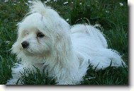 Maltese