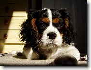 Cavalier King Charles Spaniel
