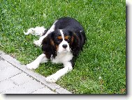 Cavalier King Charles Spaniel