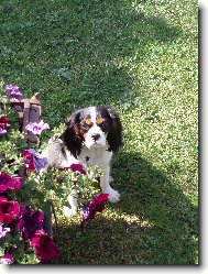Cavalier King Charles Spaniel