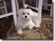Maltese