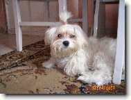 Maltese