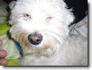 Maltese