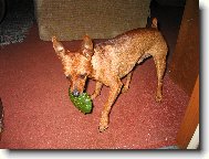 Zwergpinscher