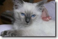 Ragdoll